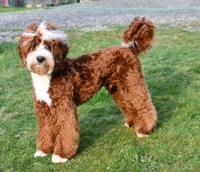 Snooze and Sniff-Australian Labradoodle Breeder image 3